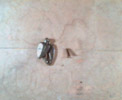 Covered Escutcheon